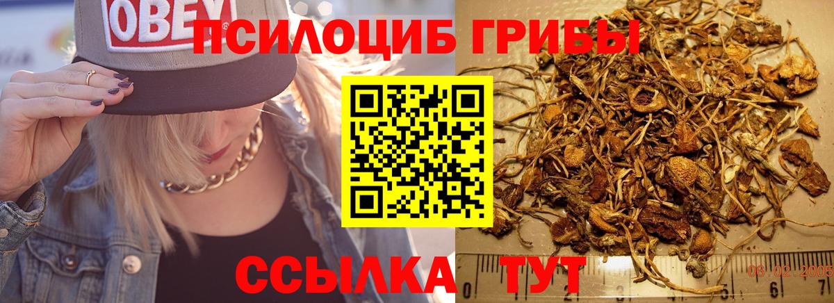 Ярославль  Псилоцибиновые грибы Cubensis  Вход с VPN 
